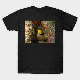 Yellow Boxfish T-Shirt